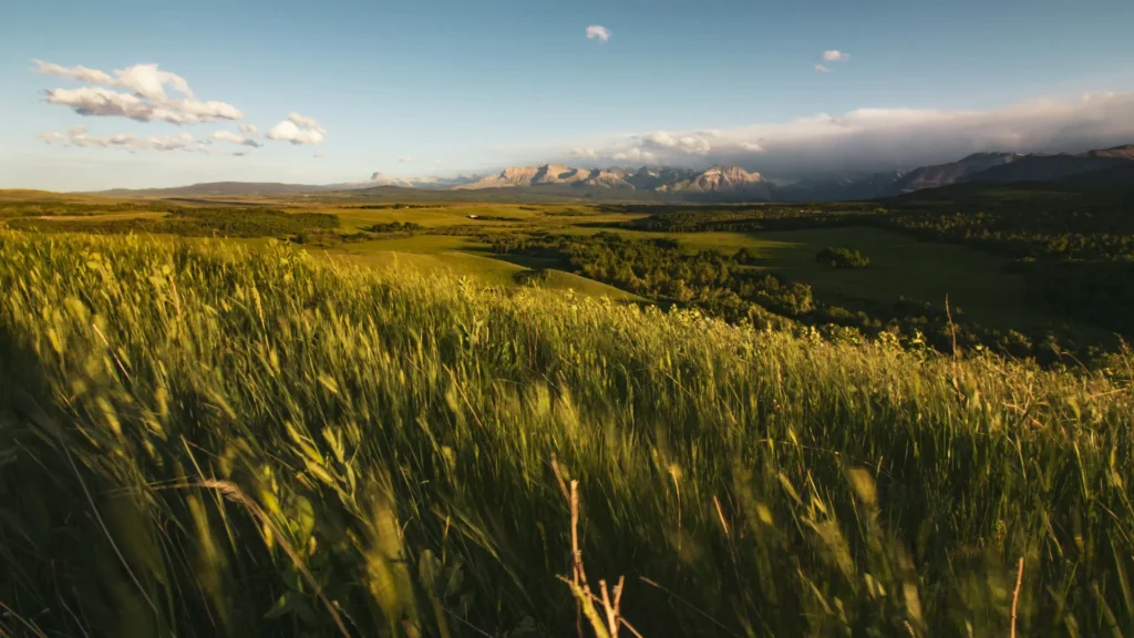 Alberta green landscape